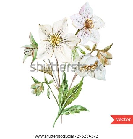 vector watercolor botanical drawing, Christmas white hellebore flowers, bouquet, isolated object