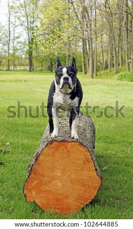 Boston Terrier plays on a large cut log in the back yard