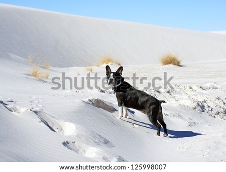Boston Terrier attempts to climb the dunes at the White Sands National Monument