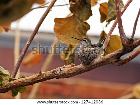 Female Costa\'s hummingbird sits on her nest to warm her eggs