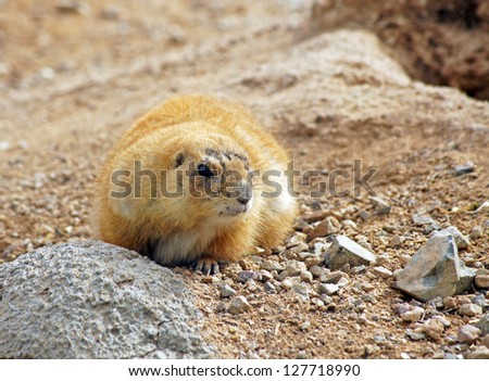 Prairie dog standing next to his burrow