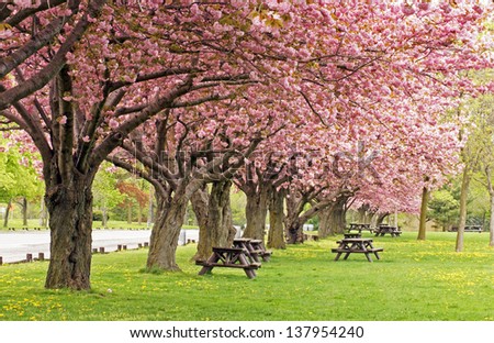 Picnic area under the blossoms of the flowering crab tree