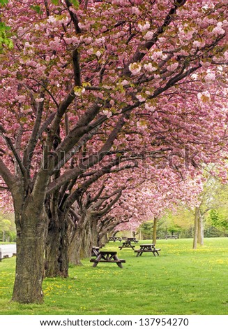 Picnic area under the blossoms of the flowering crab trees
