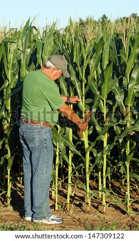 Farmer inspects what appears to be a bumper crop of corn for this year\'s harvest