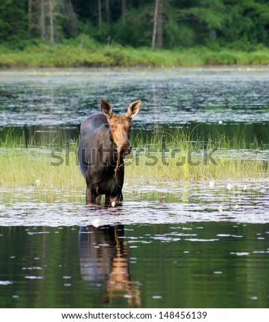 Female moose has water dripping from her mouth as she eats lily pads in the swamp