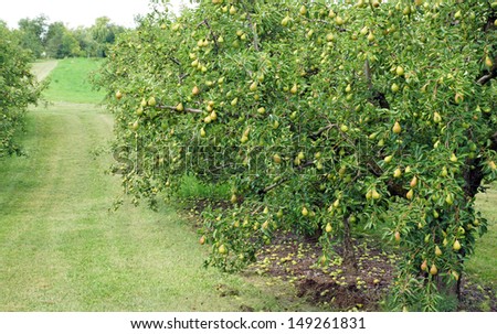 Water droplets cling to a bumper crop of pears in trees heavy with fruit in the orchard.