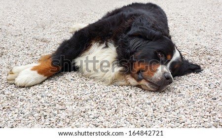 Close up of a Bernese Mountain dog resting on the gravel driveway