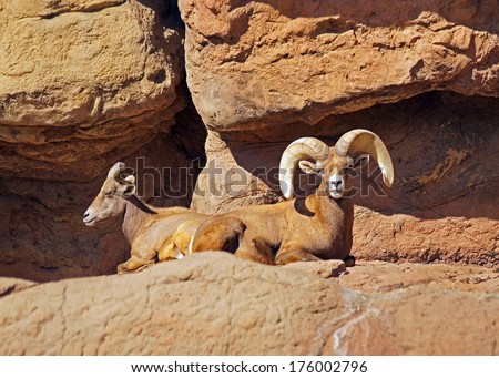 Pair of big horn sheep laying on the rocks