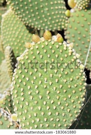 New spring growth on a bunny ears cactus, also known as the polka-dot cactus
