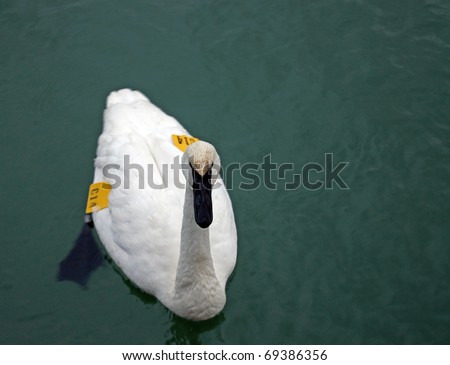 Banded Swan