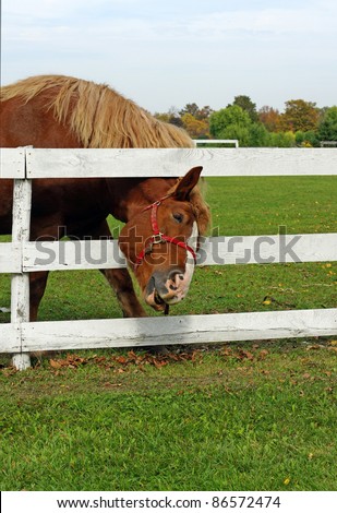 Belgian draft horse appears to sing Don\'t fence me in!  It seems that the grass is always greener on the other side of the fence.