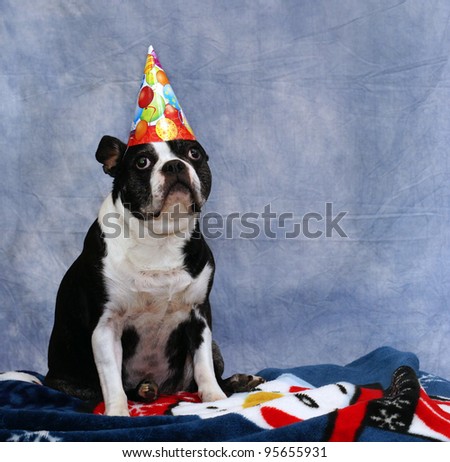 Senior Boston Terrier doesn't want to go to a birthday party