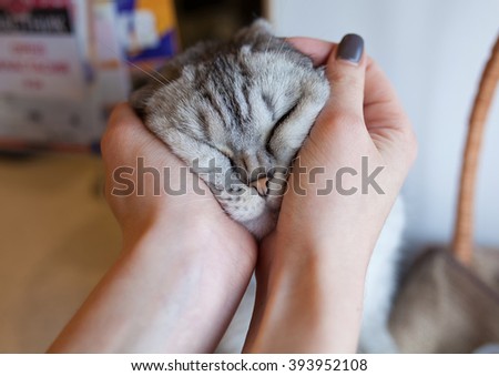 funny gray cat in female hand