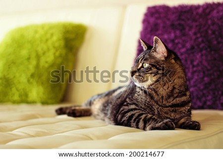 9 year old male tabby cat lying on a couch in his living room -- image taken indoors using natural light (image taken in Reno, Nevada, USA)