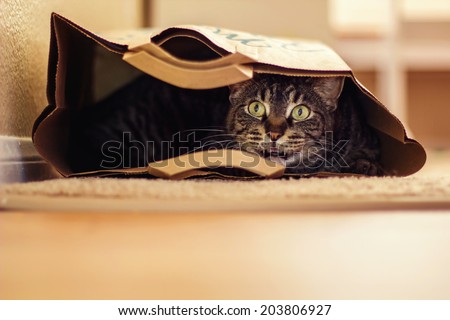 9 year old male tabby cat lying in a brown paper bag -- image taken indoors in Reno, Nevada, USA