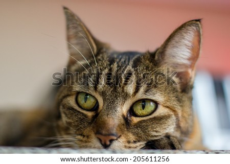 Female tabby cat lying on the kitchen counter -- image taken indoors in Reno, Nevada, USA