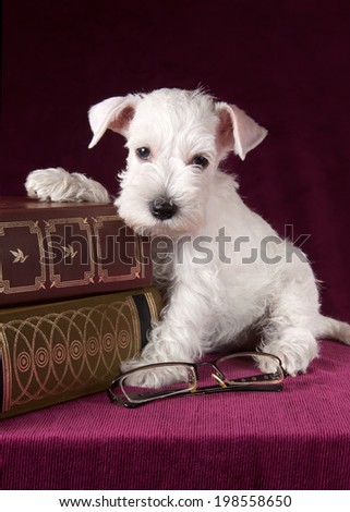beautiful schnauzer puppy with glasses and books
