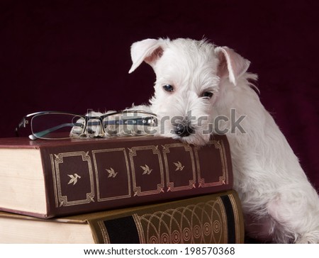 beautiful  white schnauzer puppy with glasses and books