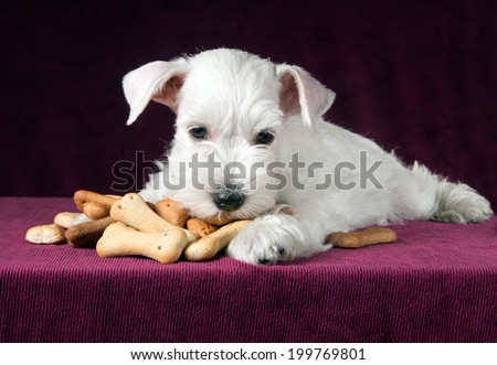 cute schnauzer puppy with dog biscuits bones