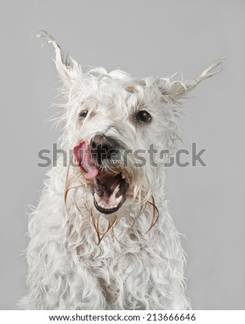 funny licking wet white dog after the bath