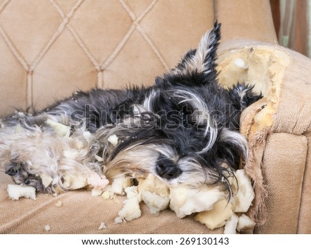 Naughty schnauzer puppy dog sleeping on a couch that she has just destroyed.