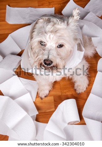 White naughty schnauzer dog playing in a roll of toilet paper
