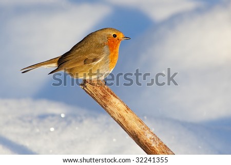 Robin in winter light