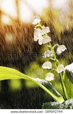 Lily of the valley in the rain when the sun is shining