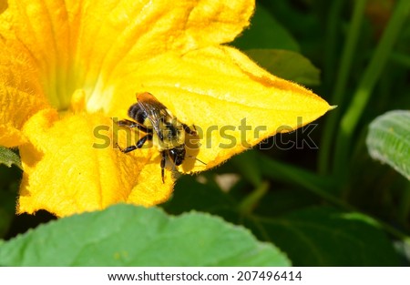 Bumble Bee in Squash Blossom