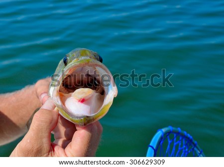 Inside the mouth of a large mouth bass, sport freshwater fishing