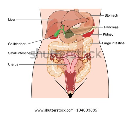Female Organs Photos