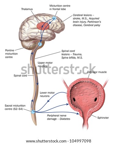 nerve pathways