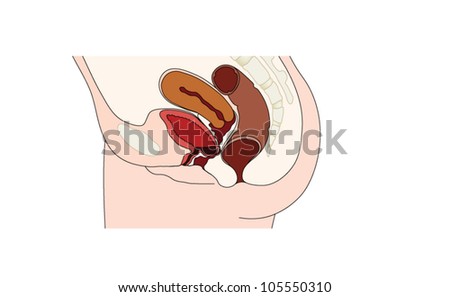 Anterior Bladder