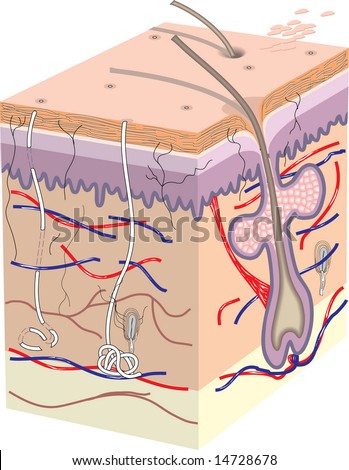 Labelled Pictures Of Human Skin - The Skin Series Part I - Functions