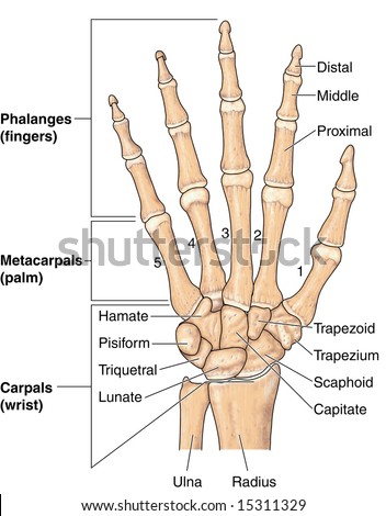 Bones Labelled