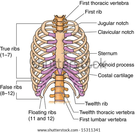 human skeleton labeled. Skeletal System Home