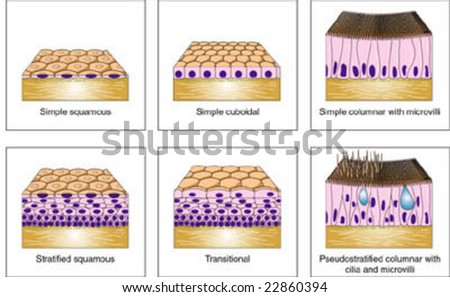 Types Of Epithelia