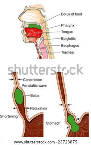 stock vector Mechanism of swallowing