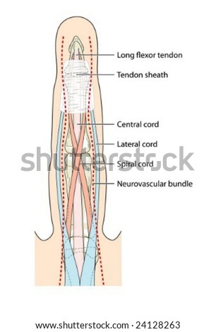 Finger Tendon Anatomy