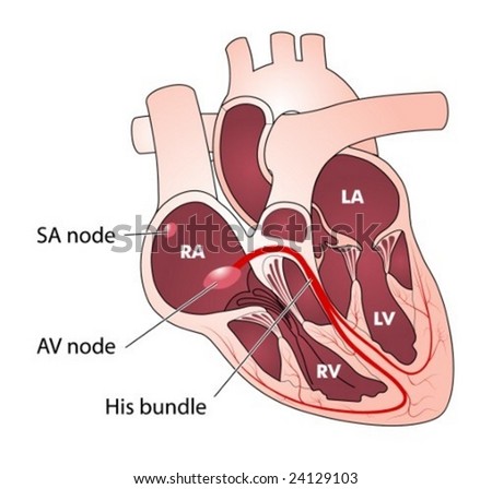 conducting system of heart. Heart conducting system -