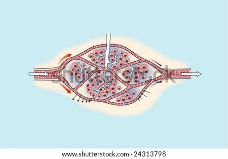 Capillary Bed Structure