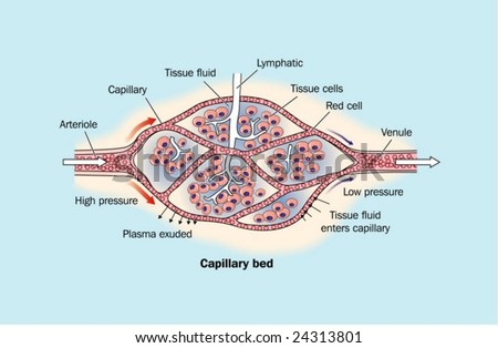 Capillary Labeled