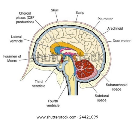 Ventricles In Brain. Ventricles of the brain -