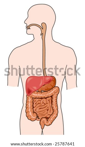 Human Intestinal Tract