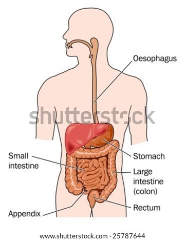 the digestive system diagram labeled. the digestive system diagram