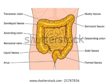 human digestive system diagram labeled. digestive system diagram