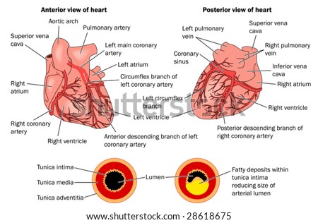 human heart labeled. heart disease labeled