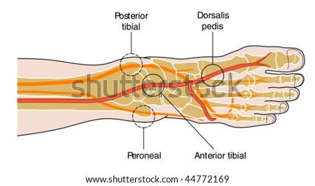 Foot Pulses