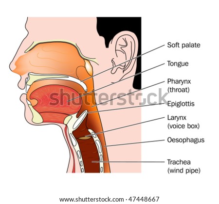 labeled mouth