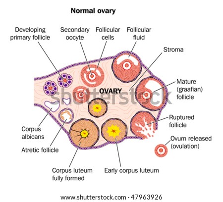 Diagramatic Representation Of Normal Human Ovary -- Labeled Stock